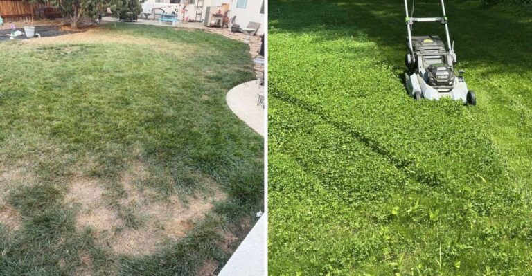 The California Yard Issue That HOAs Cite Most Often (And The Native Plant That Fixes It)