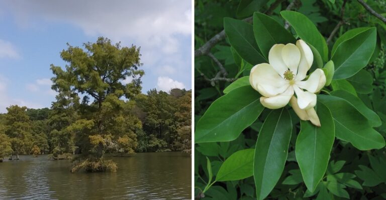 12 North Carolina Natives That Thrive in Soggy, Wet Yards