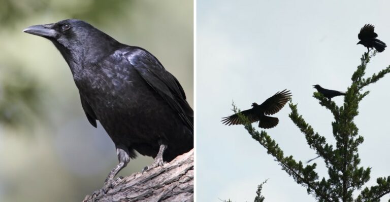 The Reason Thousands Of Crows Roost In Trenton From October To March