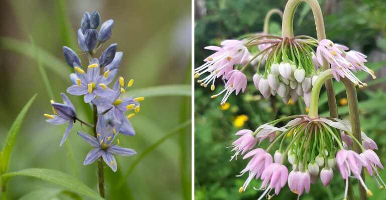 The Best Native Michigan Spring Bulbs To Plant In October Instead Of Standard Tulips