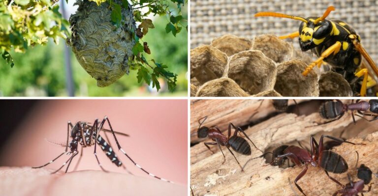 Dangerous Pests New York Homeowners Should Watch For This Fall