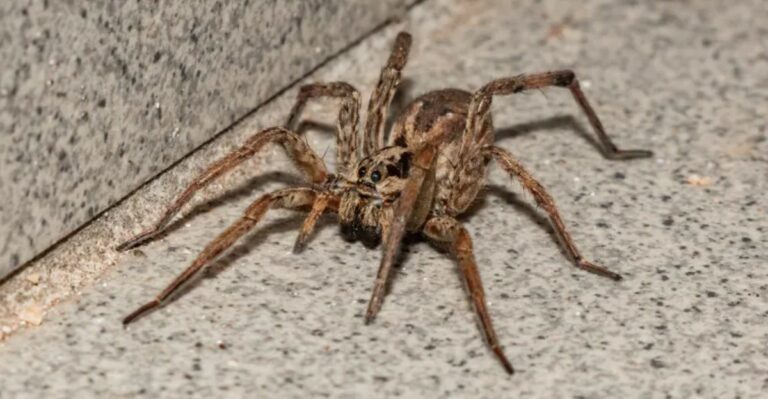 Large Fast Spiders Are Running Across Missouri Floors This Month