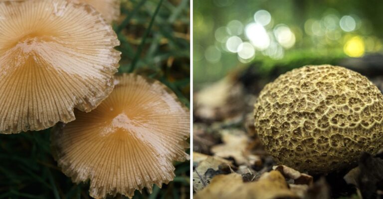 Toxic Mushrooms Are Sprouting In Alabama Yards And Here Is How To Spot The Dangerous Ones