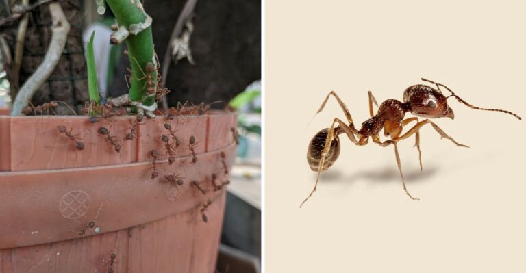 This Invasive Ant Is Spreading Through California Yards Faster Than Argentine Ants