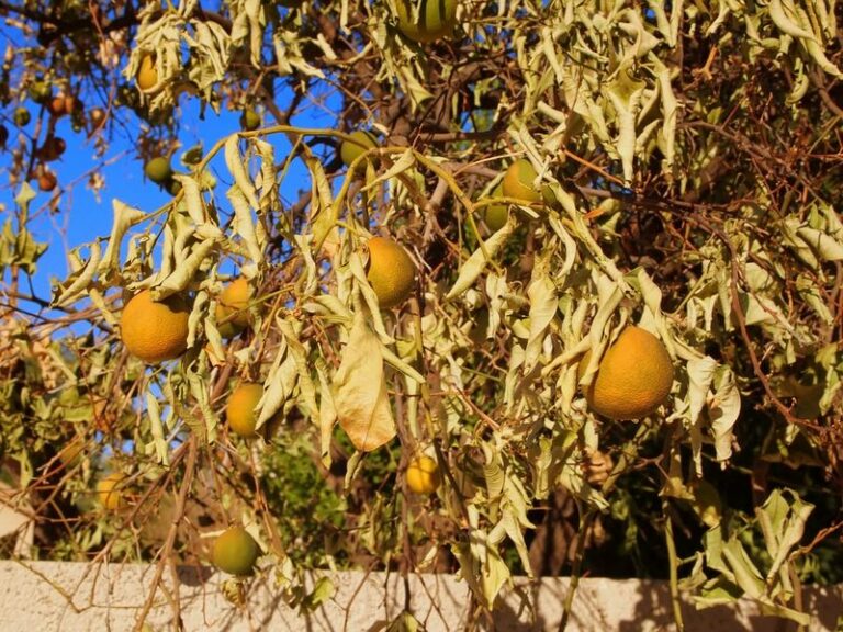 Why Your Arizona Citrus Is Dropping Fruit in Fall and What to Do Now