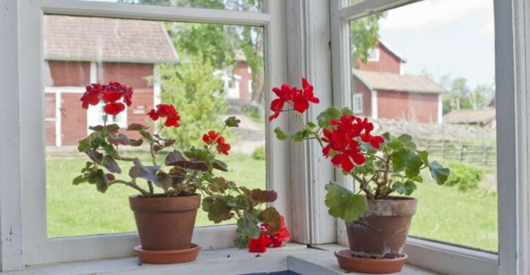 How To Overwinter Geraniums Indoors And Keep Them Healthy Until Spring
