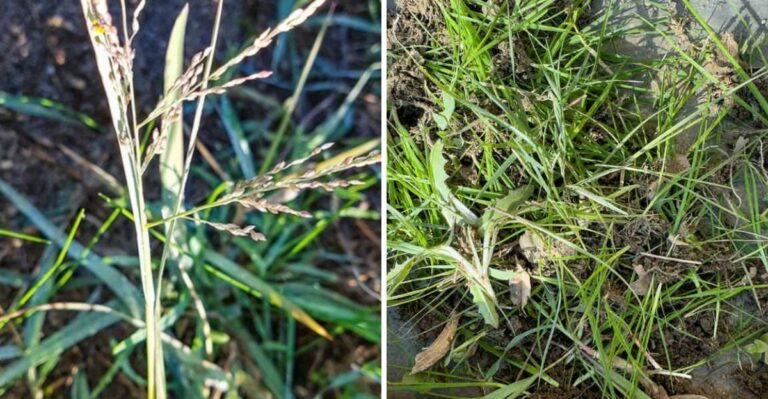 The Florida Grass With Roots So Deep It Can Take Years To Get Rid Of
