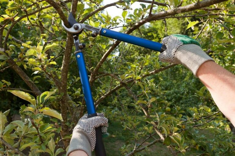 Heavy Fall Pruning on Arizona Citrus: Risks and Safer Timing