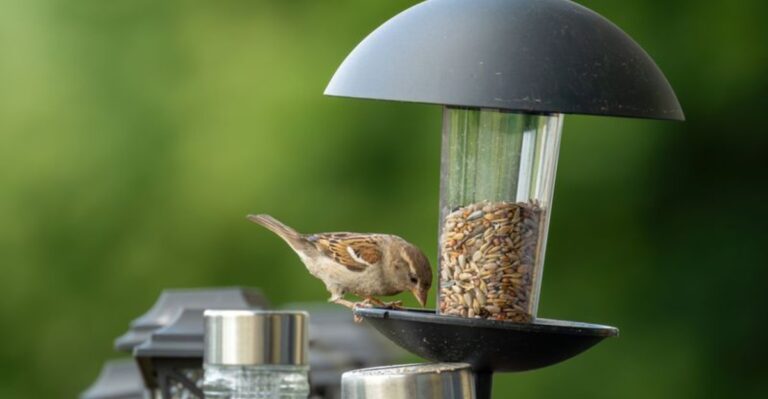 Should You Take Down Your Bird Feeder This Fall? What Virginia Experts Say