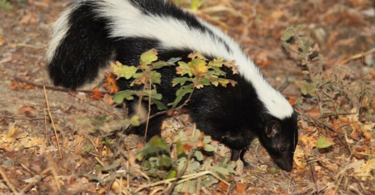 Keep Skunks Out Of Your Ohio Yard With These Clever Tricks