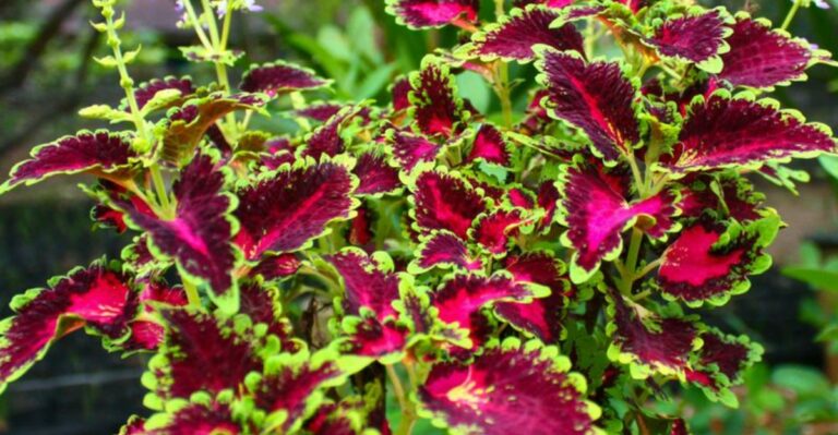 What To Do With Your Coleus When Michigan Frost Shows Up Early