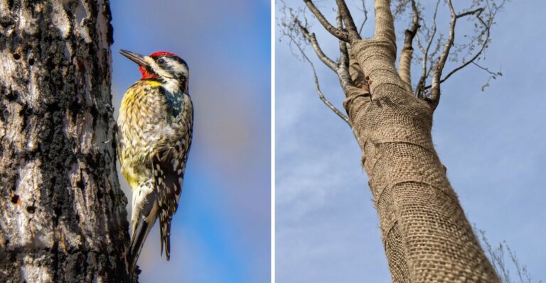 Georgia’s Only Migratory Woodpecker Is Back And It Came For Your Trees’ Sap