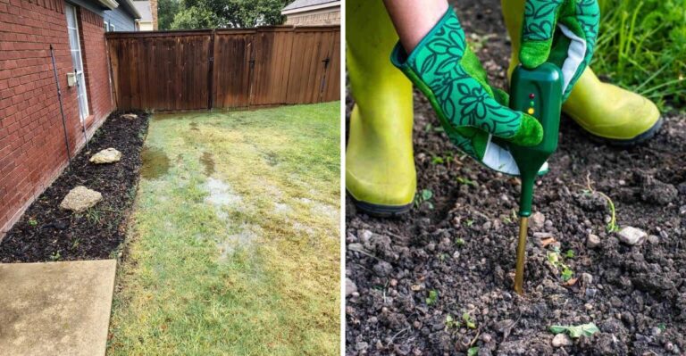 King Tide Flooding Could Leave Coastal Georgia Lawns And Gardens With A Hidden Problem