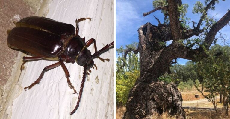 This Root Damaging Pest Can Spread Through California Gardens Faster Than Expected