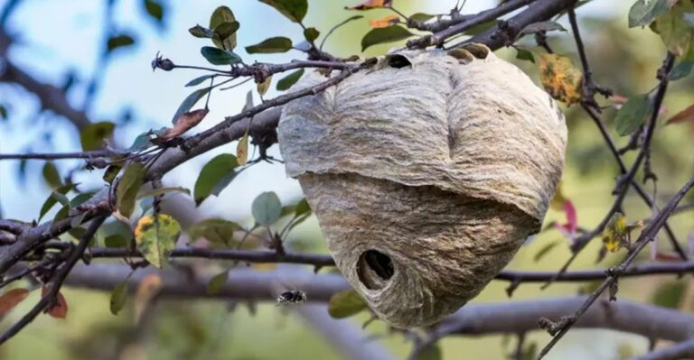 Gray Papery Balls Are Becoming Visible In Bare Indiana Treetops