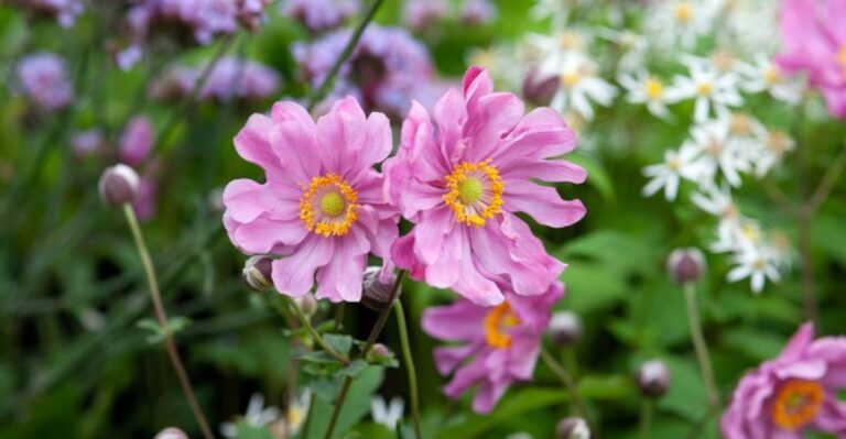 What Michigan Gardeners Should Do With Japanese Anemone After It Finishes Blooming