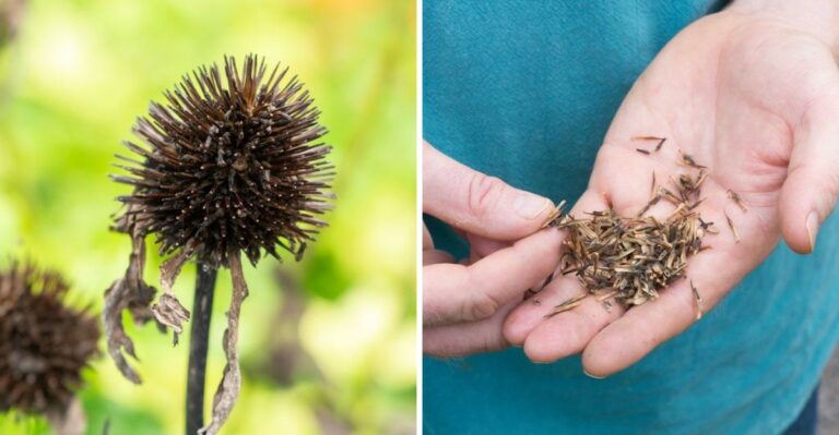 Michigan Gardeners, October Is The Time To Save Coneflower Seeds For Next Year