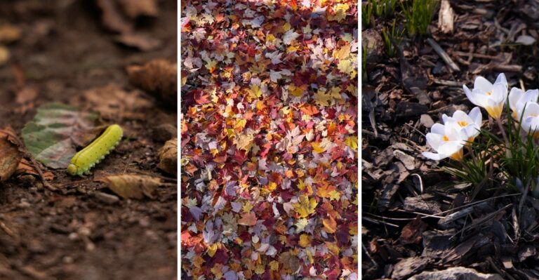Why New Jersey Gardeners Should Leave Some Fallen Leaves Where They Land This Fall