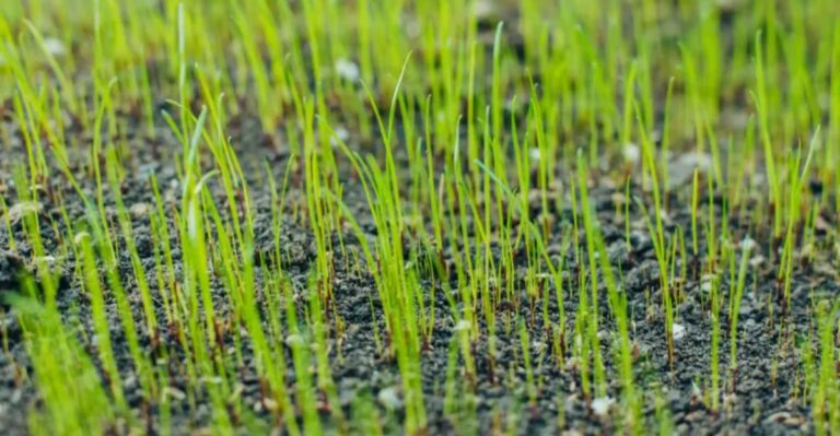 New Fescue Seed In Kansas City Lawns Needs Water Until The Ground Freezes