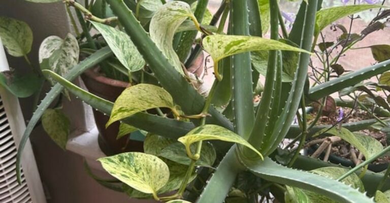 These 10 Popular Houseplants May Be Riskier Than You Think In North Carolina