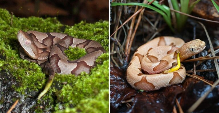 Young Snakes With Yellow Tail Tips Appear Around Alabama Homes In Fall