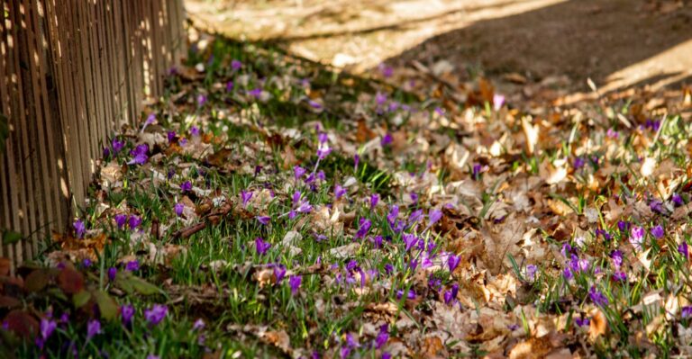 Done With The Garden Until Spring? A Messy Indiana Yard Might Be Doing More Good Than You Think