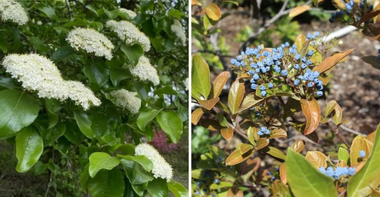 This Underused Native Tree Deserves A Spot In More Texas Yards