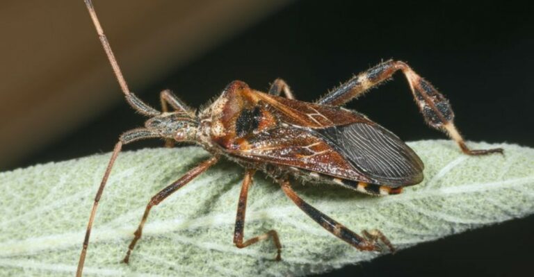 The Harmless Bug That Looks Like A Pest And Seeks Warmth In Michigan Homes