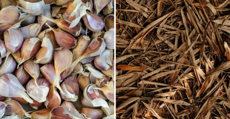 Tiny Garlic Bulbs? You Might Be Making These Growing Mistakes