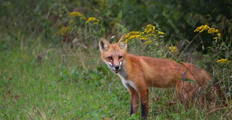 What It Means When a Red Fox Shows Up in Your New York Yard