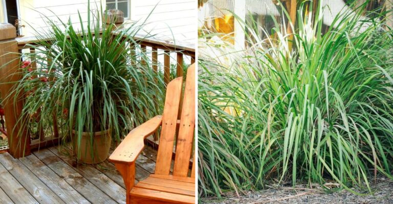 Smart Ways Floridians Use Lemongrass Beyond The Kitchen