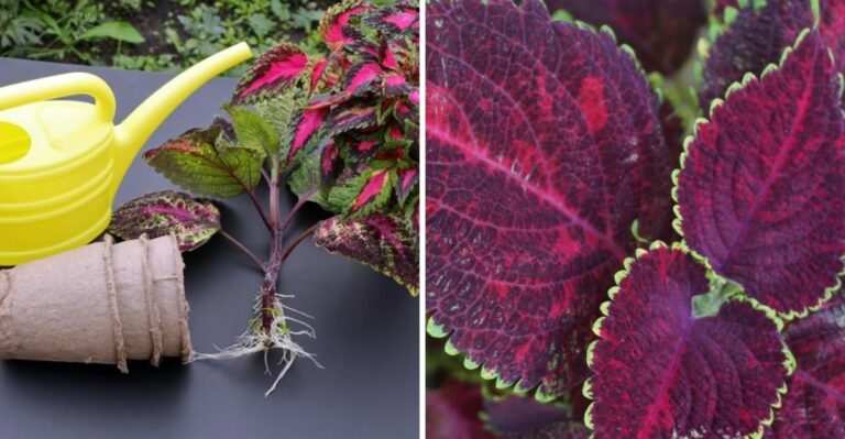 Why Virginia Gardeners Are Overwintering Coleus Cuttings Instead Of Buying New In Spring