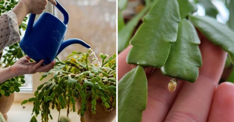 How To Water Your Christmas Cactus For Holiday Blooms In New York