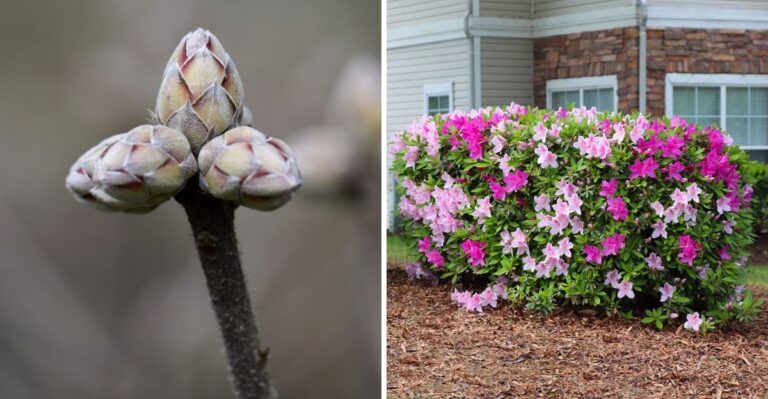 The Florida Dry-Season Mistake That Steals Next Spring’s Azalea Flowers