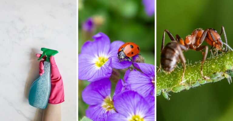 How To Get Rid Of Aphids Without Harming Your Flowers