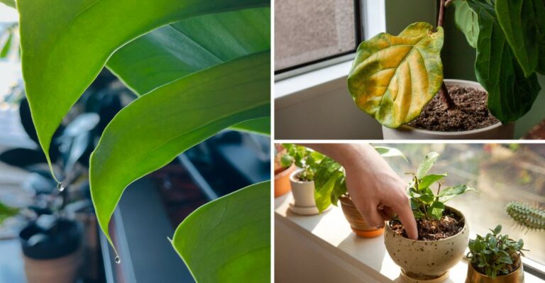 Ever Notice Water Droplets On The Tips Of Houseplant Leaves In Indiana? Here’s What It Means