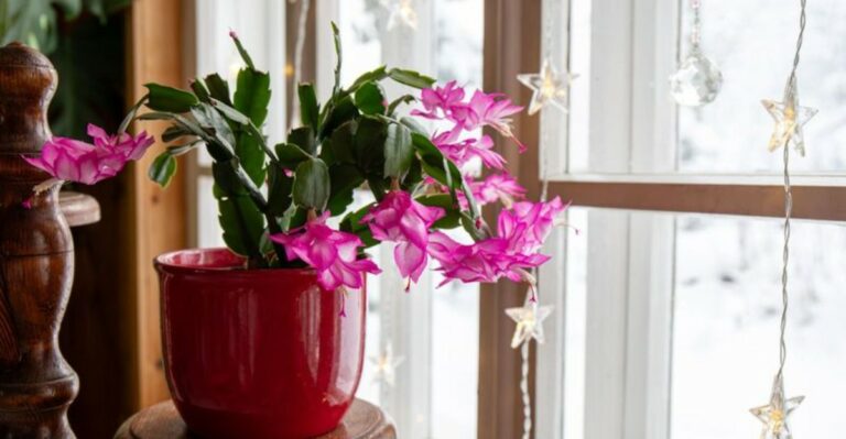 Why Georgia Thanksgiving Cactus Starts Blooming Before The Holiday