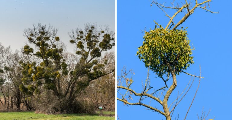 The Green Clumps In Alabama Treetops Are About To Be Revealed By Falling Leaves