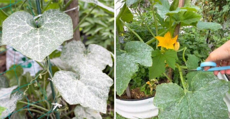 The Plant Disease Florida Gardeners Should Watch For After A Wet Weekend And Dry Air