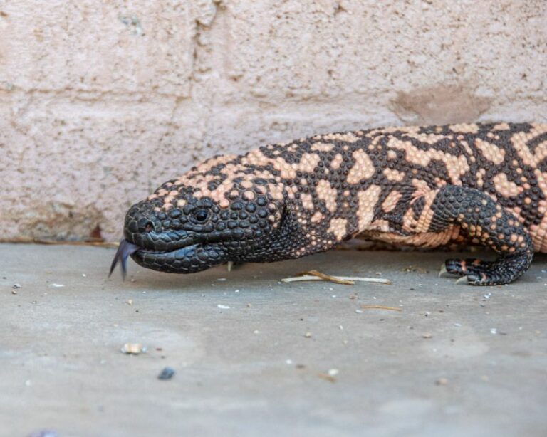 What It Means When a Gila Monster Shows Up in Your Arizona Yard