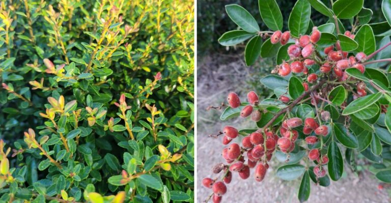 Top Small Texas Evergreens For Color That Never Disappears