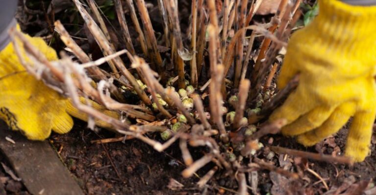 Why Fall Pruning Can Keep Some Hydrangeas From Blooming Next Year