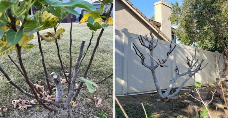What To Do With Fig Trees Before The First Frost