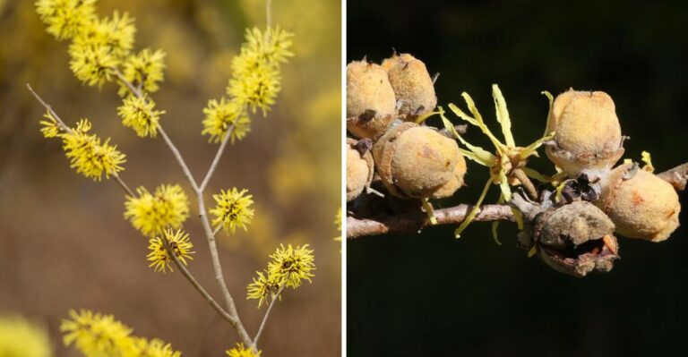 The Spidery Yellow Flowers In New Jersey Woods Belong To A Seed-Flinging Shrub