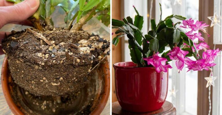 New York Homeowners, Don’t Rush To Repot Your Christmas Cactus. Here’s Why