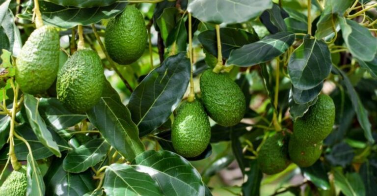 Why Florida Avocados Never Ripen On The Tree