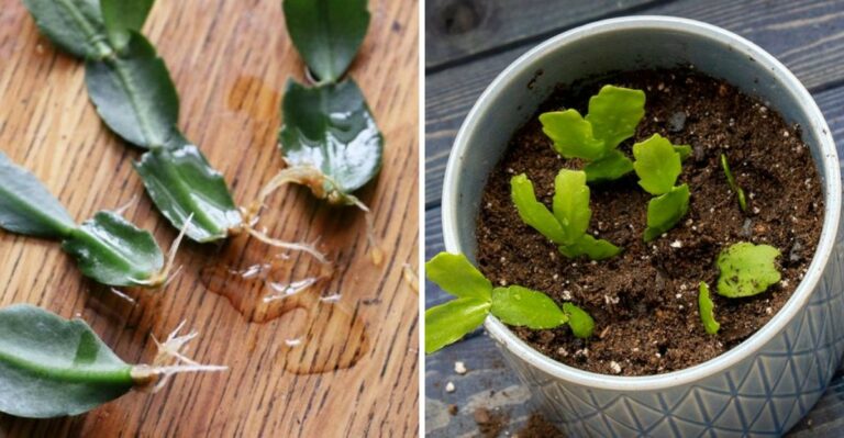 Root Those Christmas Cactus Pieces That Break Off And Grow A Whole New Plant In North Carolina For Free