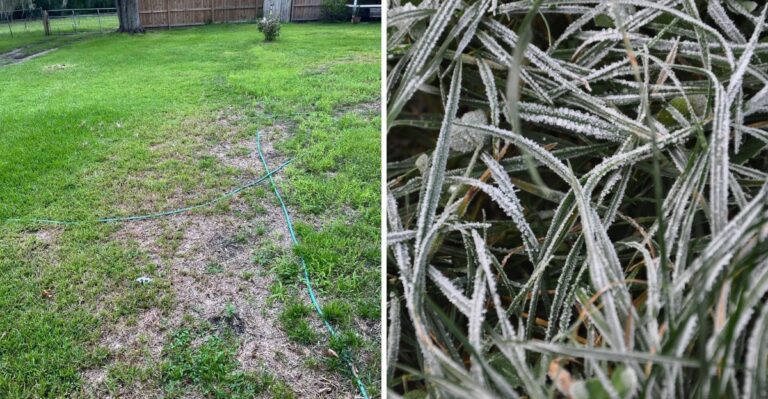 Why Florida Lawns Look Worse After The First Cold Front, And When They Bounce Back