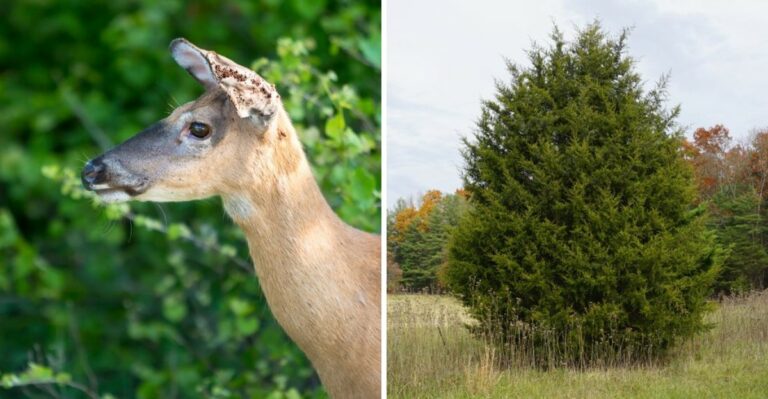 Plant These Deer-Resistant Natives This Fall And Give Ticks Fewer Rides Into Your Ohio Yard