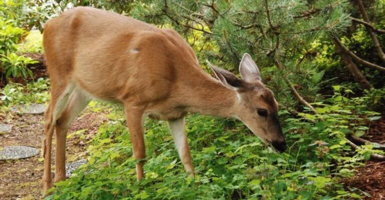 Deer Hate These Smells But Can’t Resist Others In Virginia Gardens
